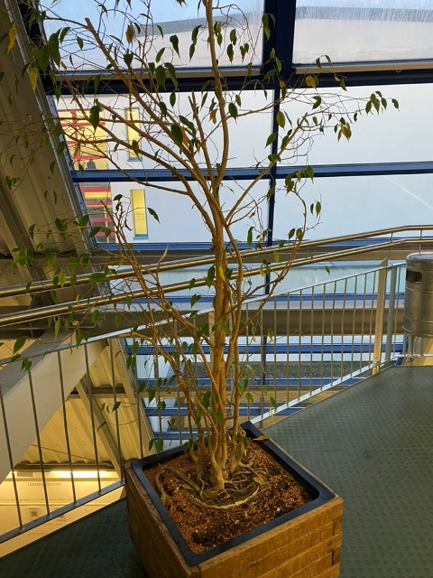 Reinigung der Pflanzkübel 1